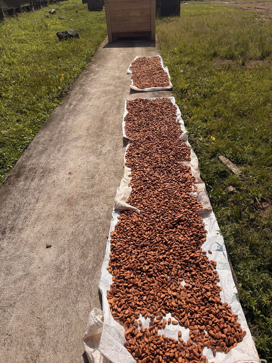 Cacao beans laid out to dry in the sun on a Guatemalan farm