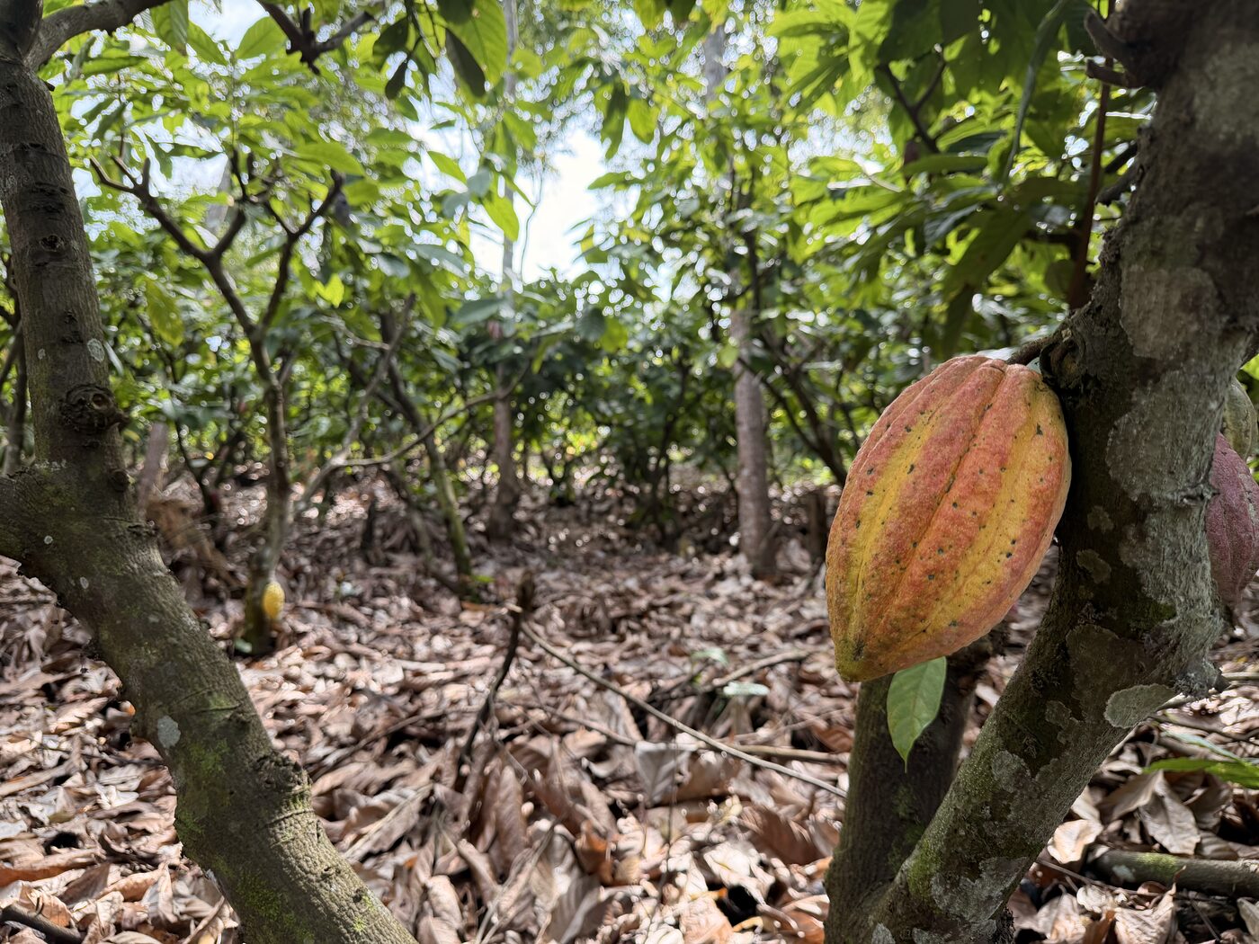 Cluster of ripe cacao pods growing on a tree trunk in Guatemala
