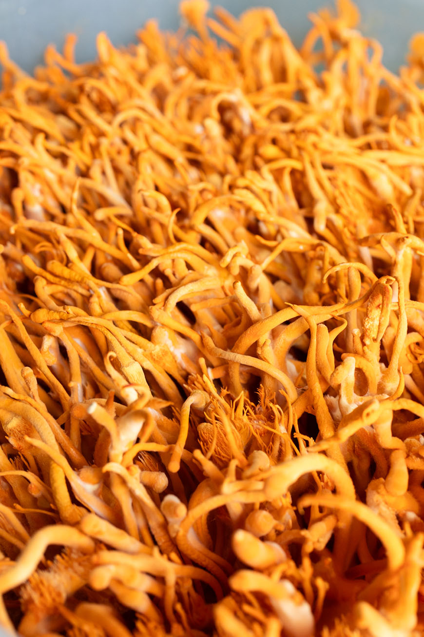 Cordyceps mushroom, orange fungi in close up