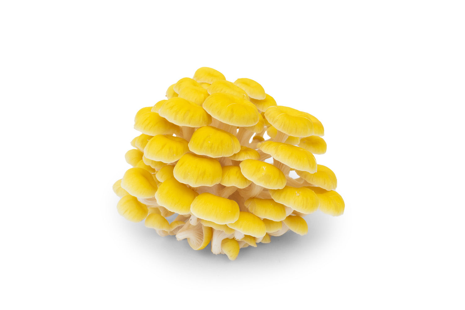 Golden Oyster mushroom, bright yellow cluster