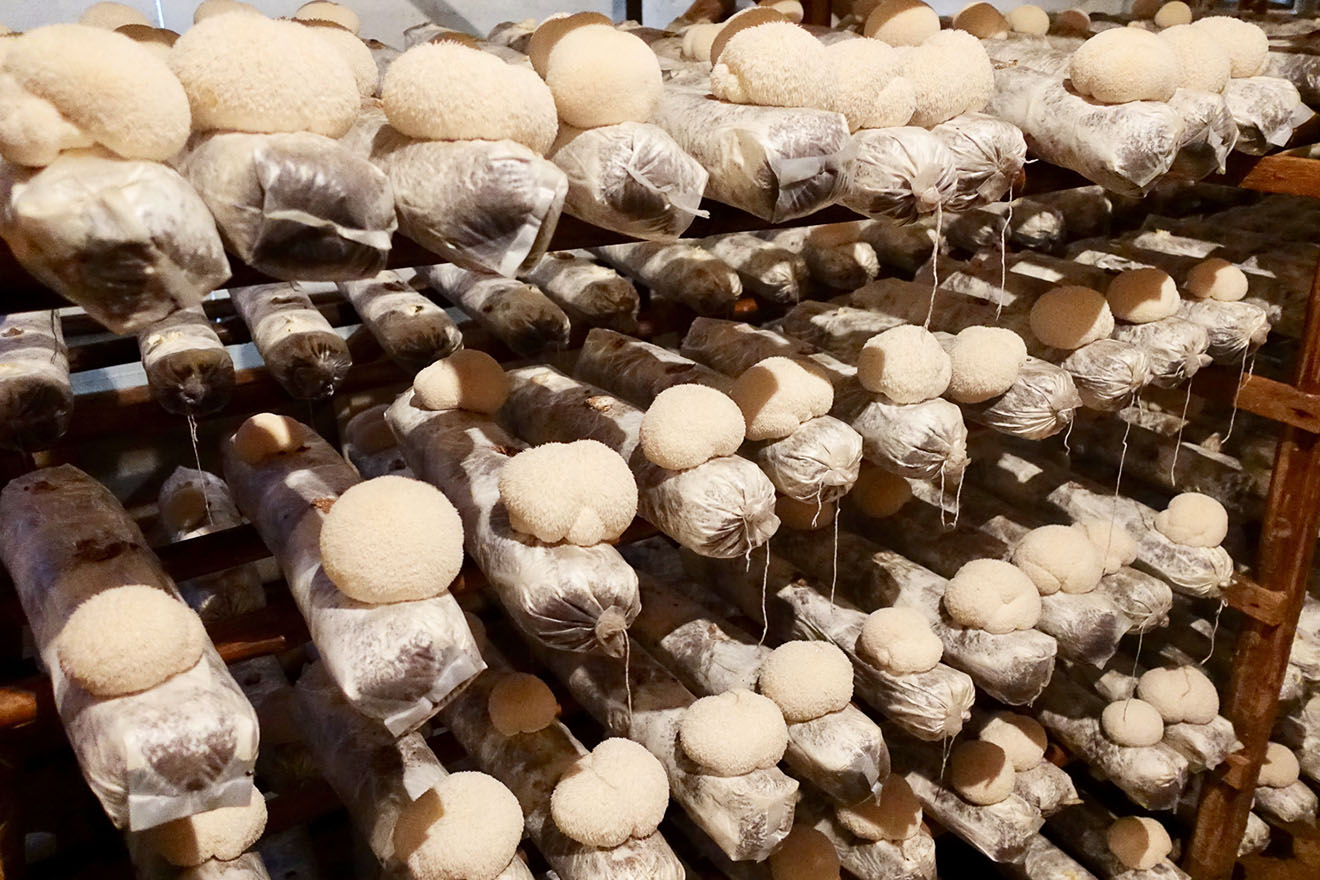 Lion's Mane mushroom, fluffy and white, growing on a log